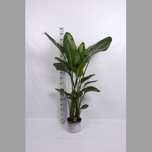 STRELITZIA NICOLAI