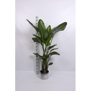 STRELITZIA NICOLAI