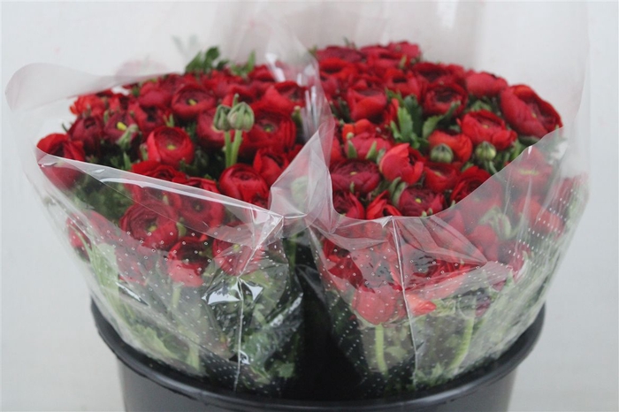 <h4>Ran Elegance Red</h4>