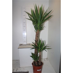 Yucca 90-45-20 Cm Meerkop