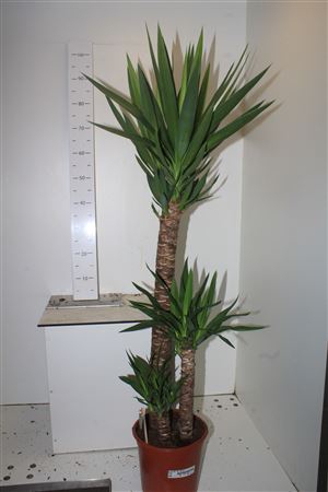 <h4>Yucca 90-45-20 Cm Meerkop</h4>