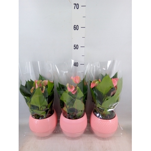 Anthurium   ...mix