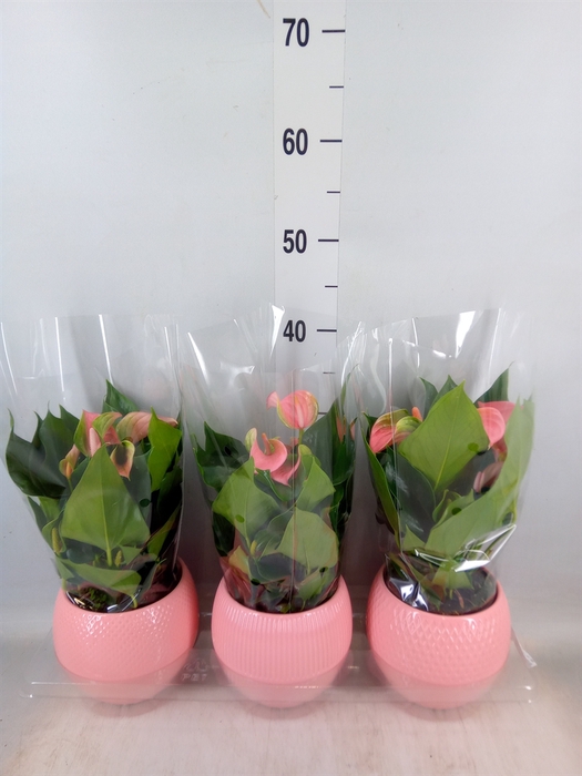 <h4>Anthurium   ...mix</h4>
