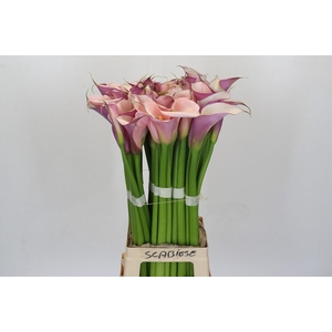 Zantedeschia Eydolls Purple Pink