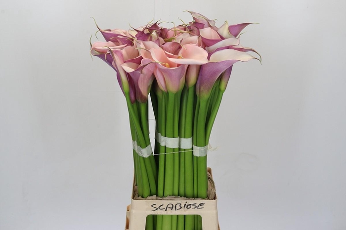 <h4>Zantedeschia Eydolls Purple Pink</h4>