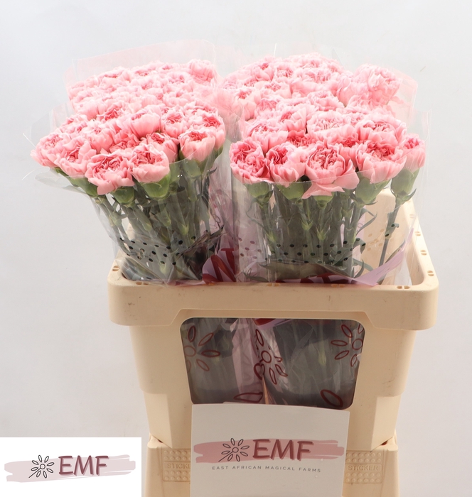 <h4>Di St Pink Montezuma</h4>