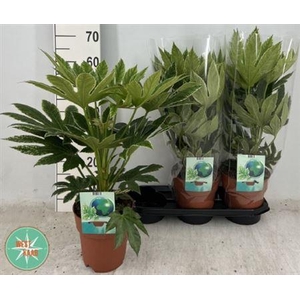 Fatsia Ov Bontbladig