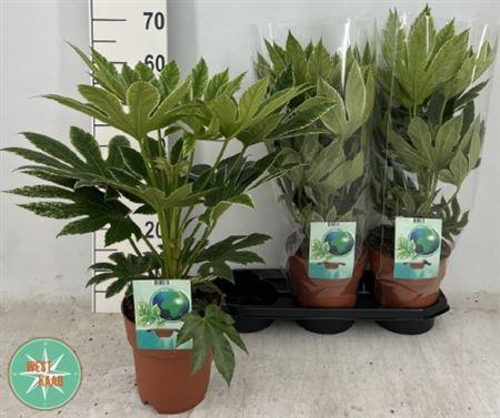 <h4>Fatsia Ov Bontbladig</h4>