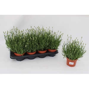 Lavandula Ang. White