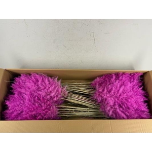 Df Pampas 115cm Purple
