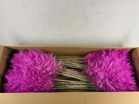 <h4>Df Pampas 115cm Purple</h4>