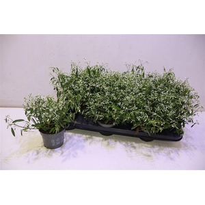 Euph Loreen Comp Whi