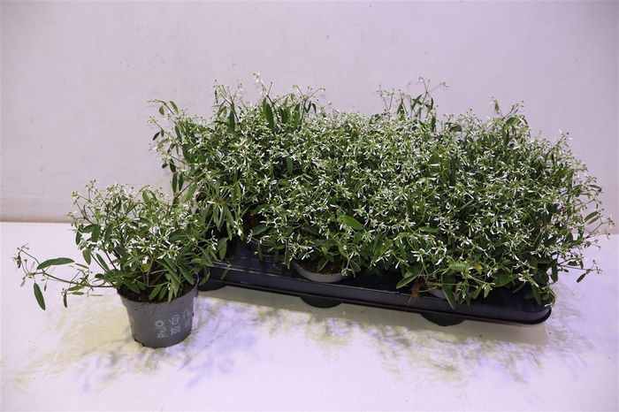 <h4>Euph Loreen Comp Whi</h4>