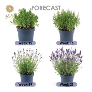 Lavandula angus. 'Felice'