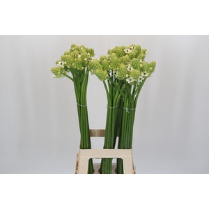 Ornithogalum Saundersiae