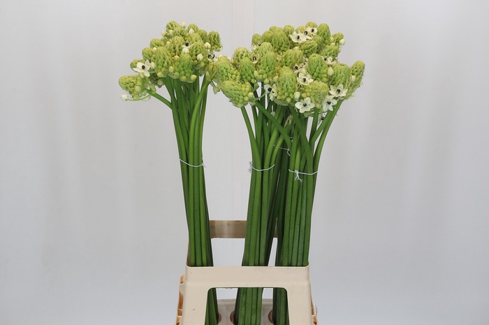 <h4>Ornithogalum Saundersiae</h4>