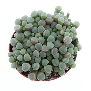 Succulents ...