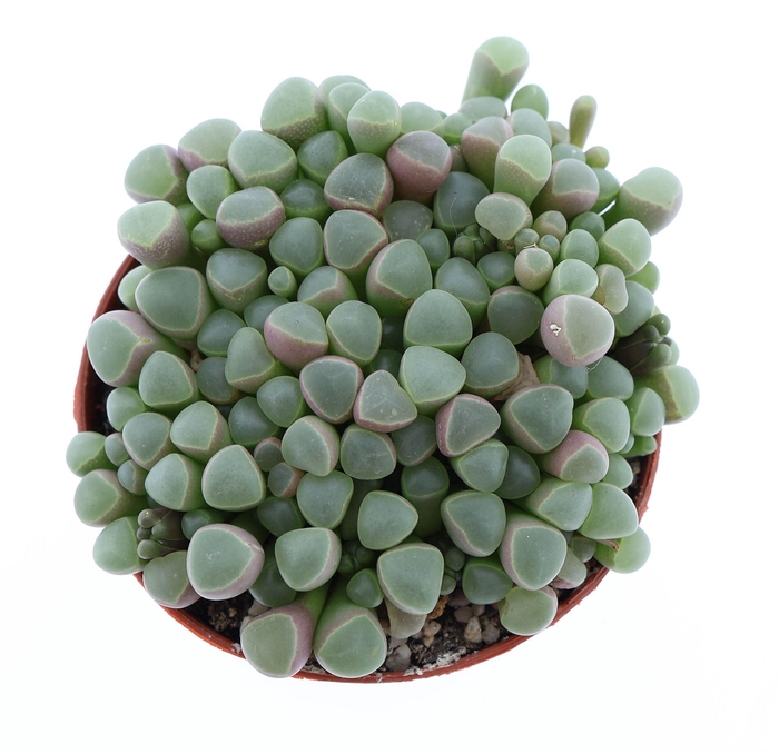 <h4>Succulents   ...</h4>