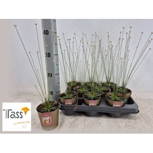 SYNGONANTHUS MIKADO