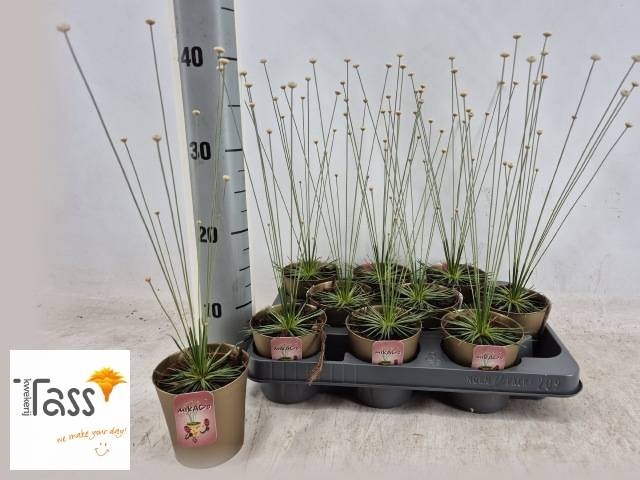 <h4>SYNGONANTHUS MIKADO</h4>