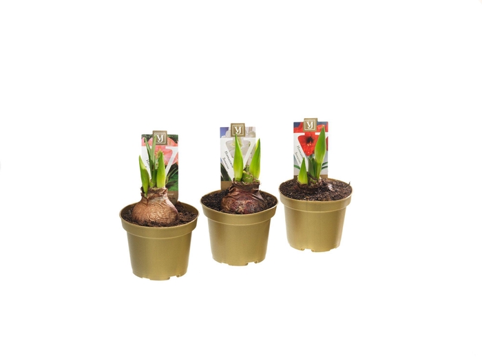 Hippeastrum Sonatini Mix