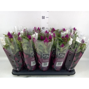 Celosia spic. 'Deep Purple'