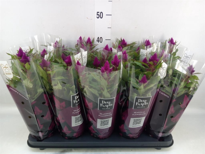 <h4>Celosia spic. 'Deep Purple'</h4>