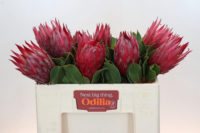 <h4>Protea Cynaroides Madiba</h4>