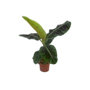 Musa 'Dwarf Cavendish'