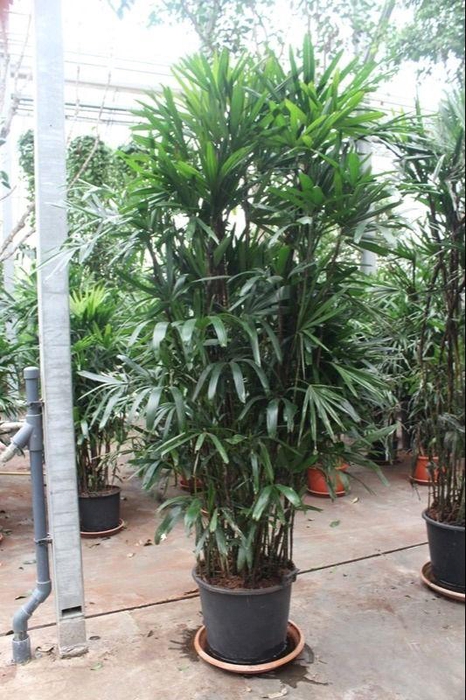 <h4>Rhapis excelsa</h4>