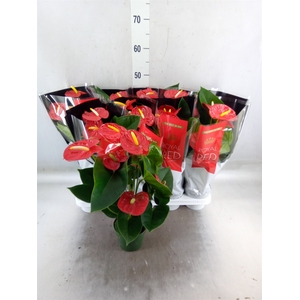 Anthurium andr. 'Royal Champion'