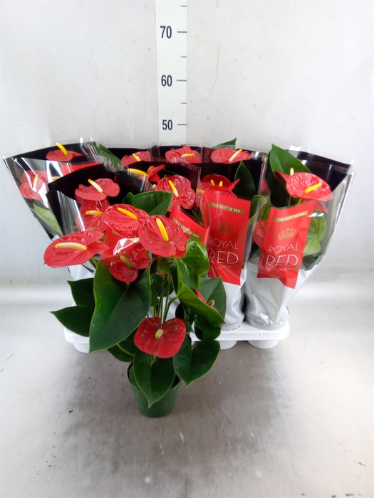 <h4>Anthurium andr. 'Royal Champion'</h4>