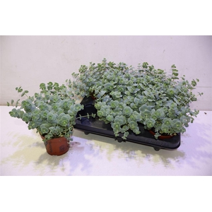 Sedum Sieboldii