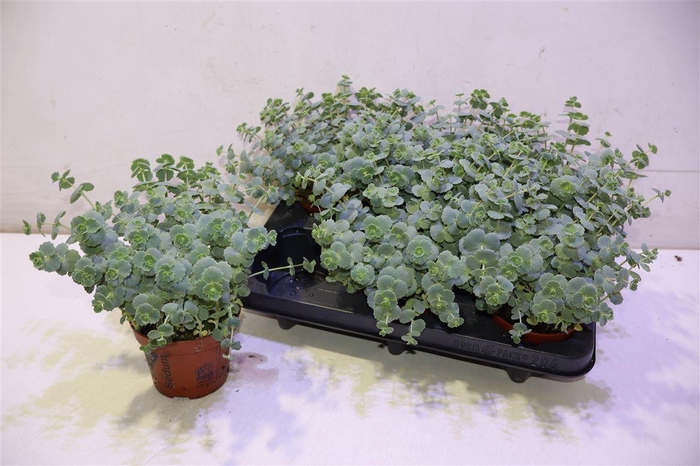 <h4>Sedum Sieboldii</h4>