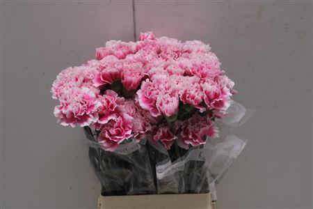 <h4>Di St Malabar</h4>