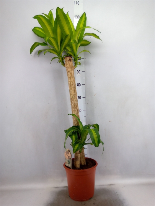 <h4>Dracaena frag. 'Massangeana'</h4>