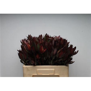 Leucad Safari Sunset Spray