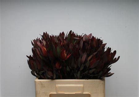 <h4>Leucad Safari Sunset Spray</h4>