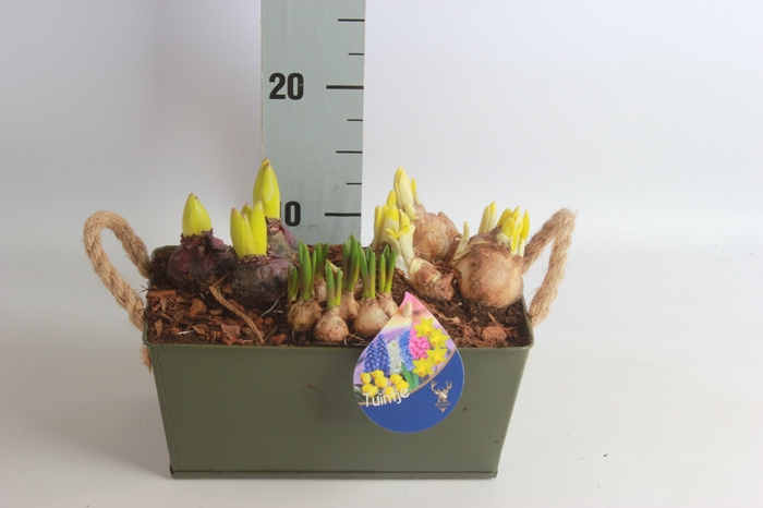 <h4>ARR BOL KNOLGEWAS</h4>