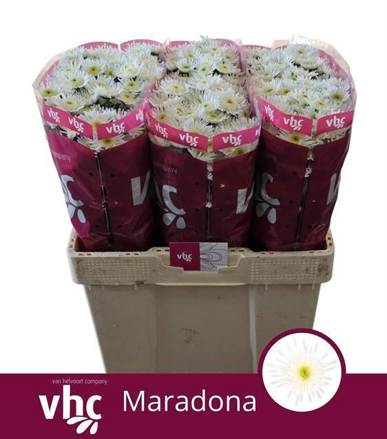 <h4>CHR S MARADONA</h4>