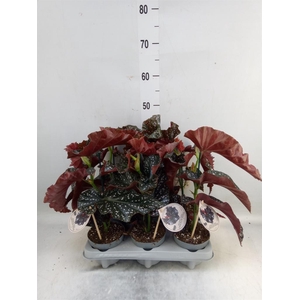 Begonia maculata