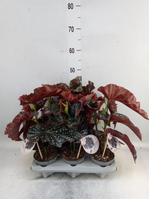 <h4>Begonia maculata</h4>
