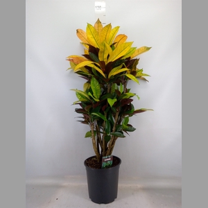 Codiaeum var. KL 'Mrs Iceton'