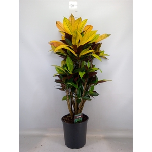 Codiaeum var. KL 'Mrs Iceton'