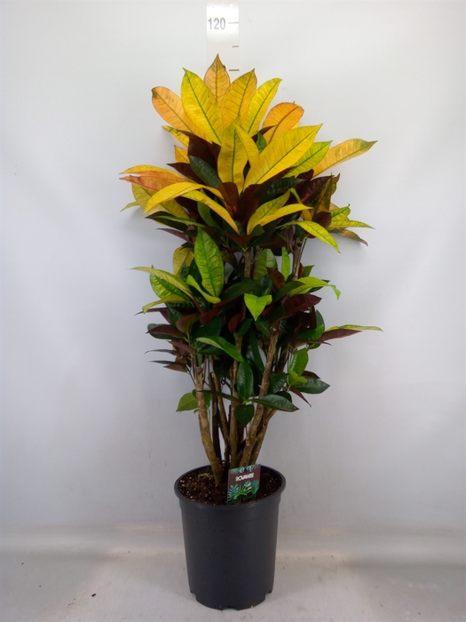 <h4>Codiaeum var. KL 'Mrs Iceton'</h4>