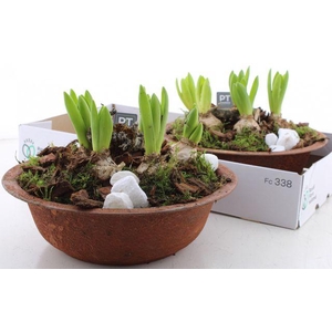 ARR HYACINTH ANTIQUE ZINC