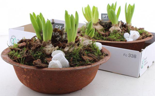 <h4>ARR HYACINTH ANTIQUE ZINC</h4>