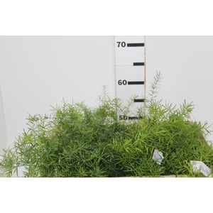 FOLHAGEM ASPARGO ALFINETE 040 CM