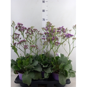Limonium  'Salt Lake'