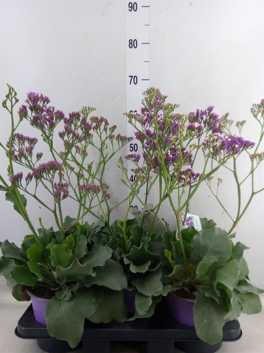<h4>Limonium  'Salt Lake'</h4>